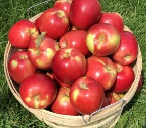 Grade 7 apple fundraiser