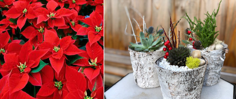 Poinsettia & Birch Pot Succulent Planters Fundraiser