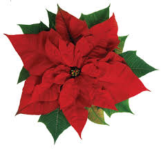 poinsettia2